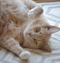 ペットの引越しこそ、業者選びが大切です