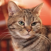 引越し業者で運んでくれないものは？